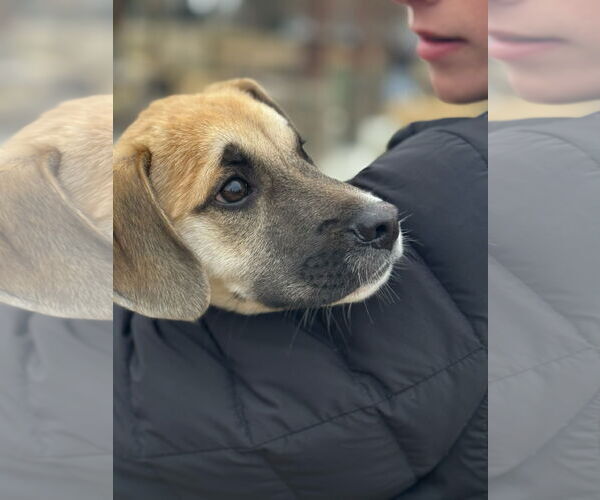 Medium Photo #2 Toxirn Puppy For Sale in Virginia Beach, VA, USA