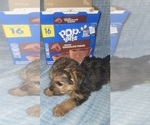 Small Photo #254 Yorkshire Terrier Puppy For Sale in AKRON, OH, USA