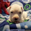 Small Photo #73 Dogo Argentino Puppy For Sale in JANE, MO, USA