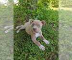 Small Photo #5 American Bully Puppy For Sale in FREDERICKSBURG, VA, USA