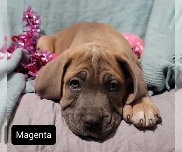 Medium Photo #5 Cane Corso Puppy For Sale in POMEROY, OH, USA
