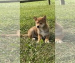 Small #2 Shiba Inu