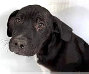 Labrador Retriever Dogs for adoption in Houston, TX, USA