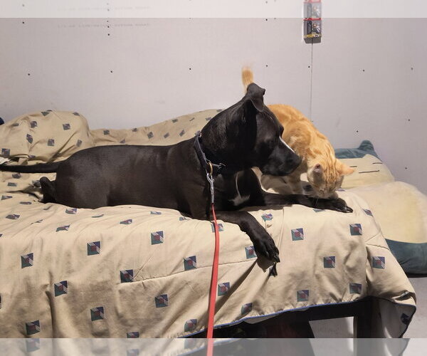 Medium Photo #5 American Pit Bull Terrier-Unknown Mix Puppy For Sale in Williamsburg, IA, USA