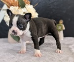 Small Photo #41 Boston Terrier Puppy For Sale in GOSHEN, IN, USA