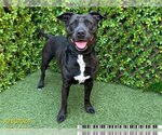 Small Photo #1 Staffordshire Bull Terrier Puppy For Sale in West Palm Beach, FL, USA