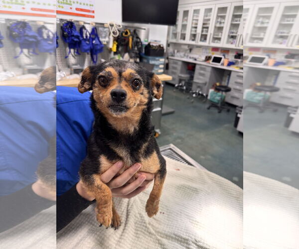 Medium Photo #2 Chihuahua-Unknown Mix Puppy For Sale in Chico, CA, USA