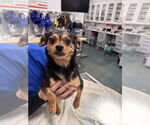 Small #1 Chihuahua Mix