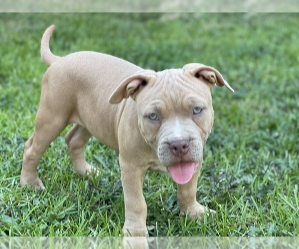 Medium Photo #1 American Bully Puppy For Sale in RAEFORD, NC, USA