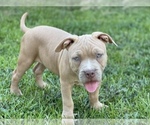 Small Photo #1 American Bully Puppy For Sale in RAEFORD, NC, USA