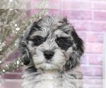 Small Photo #3 Bernedoodle Puppy For Sale in BEL AIR, MD, USA