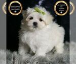 Puppy Mr Snow AKC Maltese