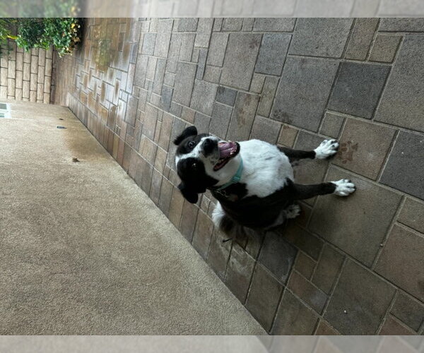 Medium Photo #3 Border Collie Puppy For Sale in San Diego, CA, USA