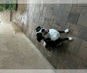 Cinder - Male Border Collie Dog for Adoption - Photo #3
