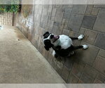 Small Photo #3 Border Collie Puppy For Sale in San Diego, CA, USA