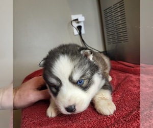 Siberian Husky Puppy for sale in CROSSVILLE, AL, USA