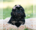 Small Photo #31 Goldendoodle (Miniature) Puppy For Sale in WARSAW, IN, USA