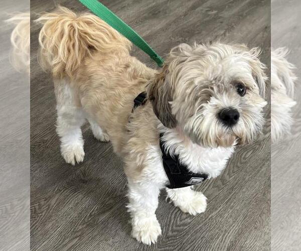 Medium Photo #3 Shih Tzu-Unknown Mix Puppy For Sale in Westminster, MD, USA