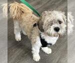 Small #2 Shih Tzu Mix