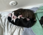 Small Photo #4 Boston Terrier Puppy For Sale in BURLESON, TX, USA