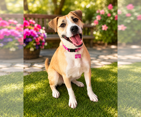 Medium Photo #6 Labsky Puppy For Sale in Macon, MO, USA