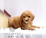 Small #3 Goldendoodle (Miniature)