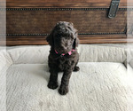 Puppy Coco Goldendoodle