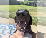 Small #1 Labrador Retriever Mix