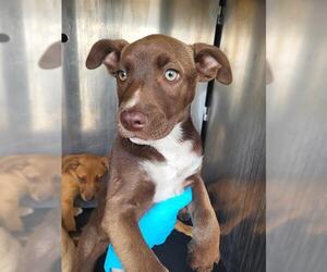 Mutt Dogs for adoption in San Antonio, TX, USA