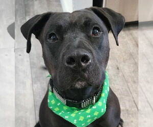 Radar - Adopt  Me! - Male American Staffordshire Terrier-Unknown Mix Dog for Adoption - Photo #4