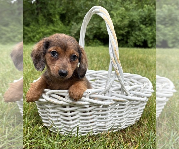 Medium Photo #1 Dachshund Puppy For Sale in MIDDLEBURY, IN, USA