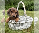 Image preview for Ad Listing. Nickname: Romeo