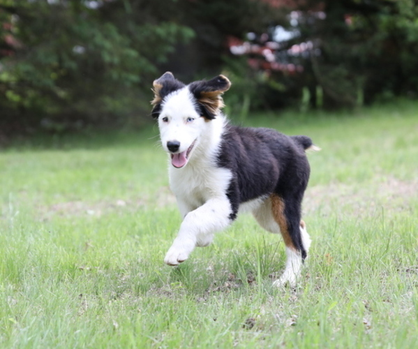 Medium Photo #4 Australian Shepherd Puppy For Sale in WESTFIELD, MA, USA