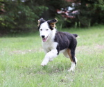 Small #3 Australian Shepherd