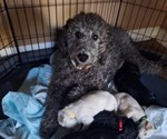 Small Photo #16 Goldendoodle Puppy For Sale in LOUISA, VA, USA