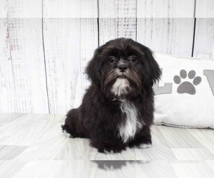 Shih Tzu Puppy for sale in MARIETTA, GA, USA
