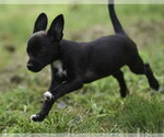 Small #5 Chihuahua Mix