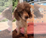 Small Photo #2 Poodle (Miniature) Puppy For Sale in Pacolet, SC, USA