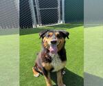 Small #2 German Shepherd Dog
