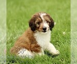 Small #2 Bernedoodle (Miniature)
