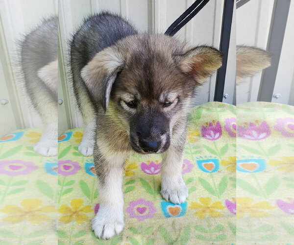 Medium Photo #3 Siberian Husky Puppy For Sale in Mountain View, MO, USA