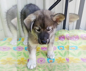 Siberian Husky Dogs for adoption in Mountain View, MO, USA