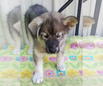 Small #2 Siberian Husky