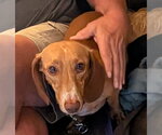 Seymour - Male Dachshund Dog for Adoption - Small photo