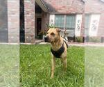 Small Chinese Shar-Pei Mix