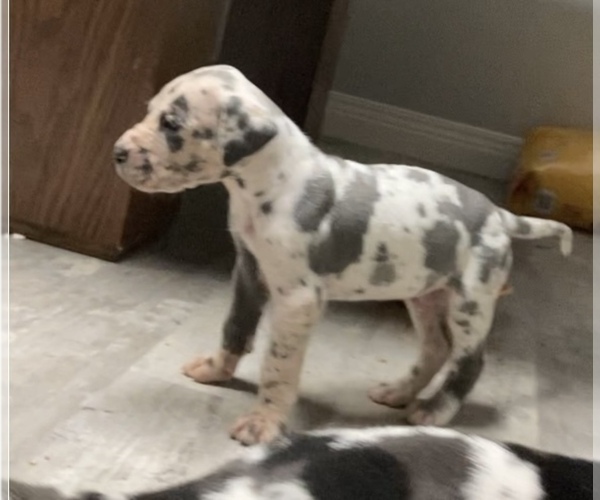 Medium Photo #9 Great Dane Puppy For Sale in BLOOMFIELD, KY, USA