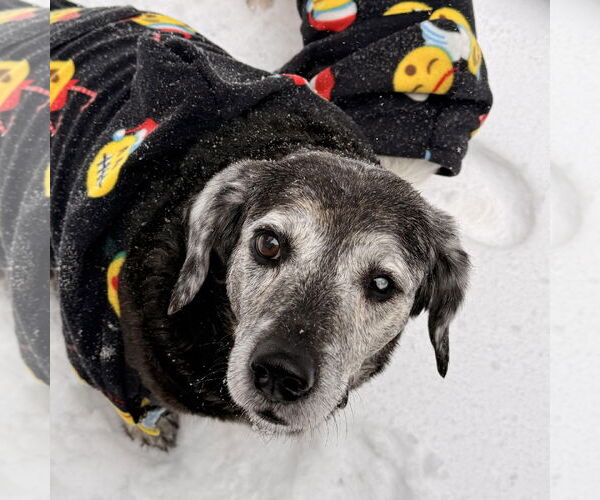 Medium Photo #2 Labrador Retriever-Unknown Mix Puppy For Sale in Arlington, VA, USA