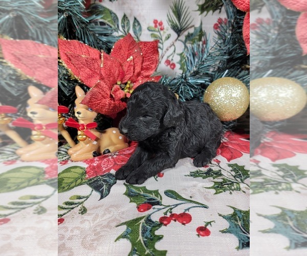 Medium Photo #19 Poodle (Toy) Puppy For Sale in BLACK FOREST, CO, USA