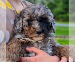 Small #4 Bernedoodle (Miniature)