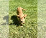 Small #5 Golden Cavalier